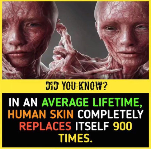 In an average lifetime, human skin completely replaces itself 900 times