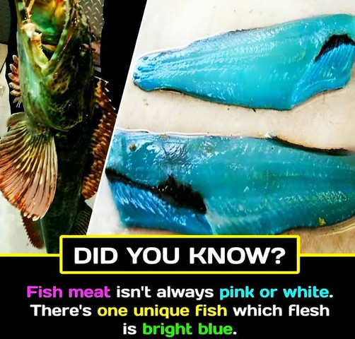 Fish meat isn
