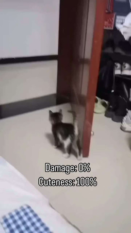 Cutest scare attempt ever 🐱💥