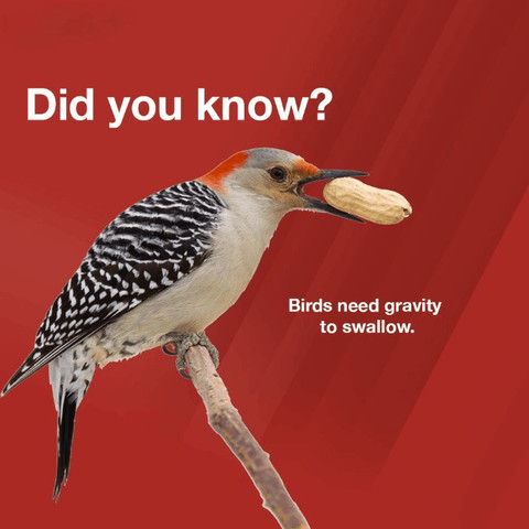 Birds need gravity to swallow