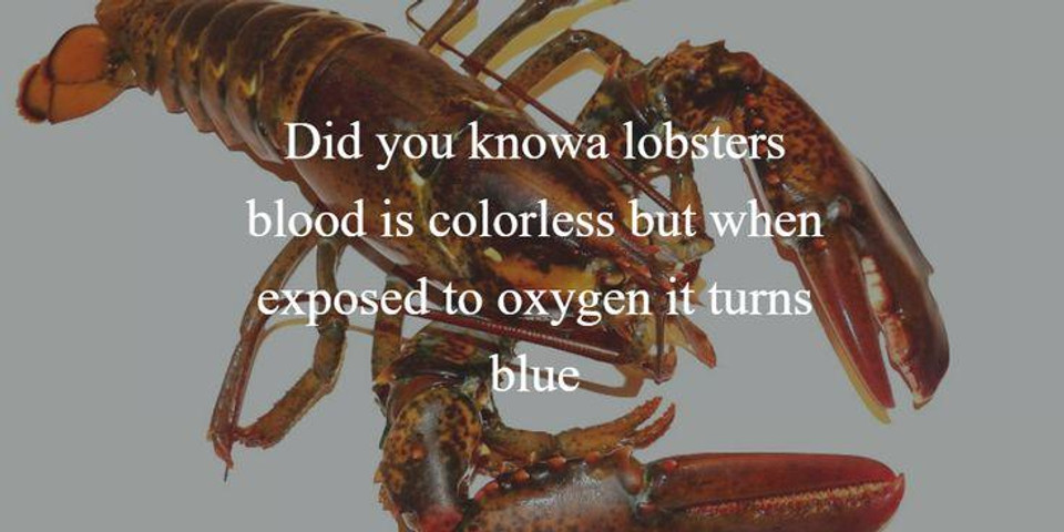 Did you know lobsters