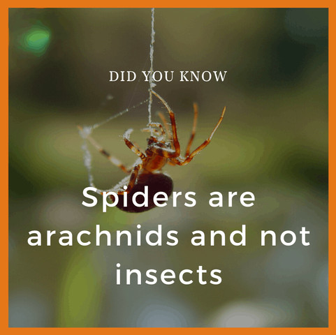Spiders are arachnids and not insects