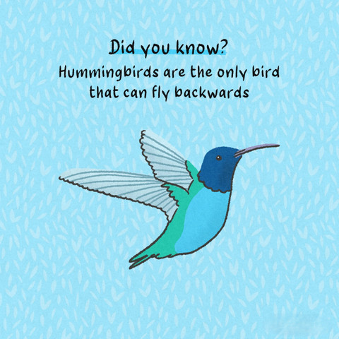 Hummingbirds are the only bird that can fly backwards