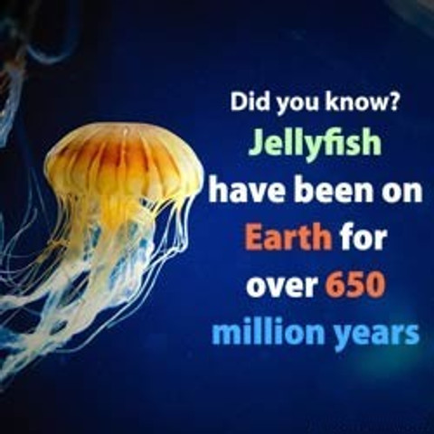 Jellyfish have been on Earth for over 650 million years