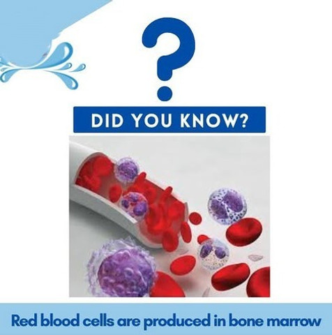 Red blood cells are produced in bone marrow