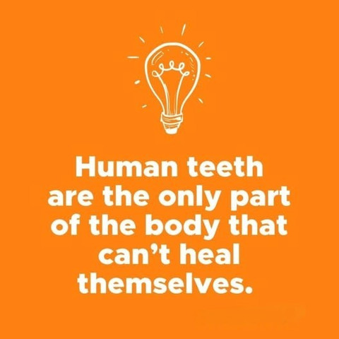 Human teeth are the only part of the body that can’t heal themselves