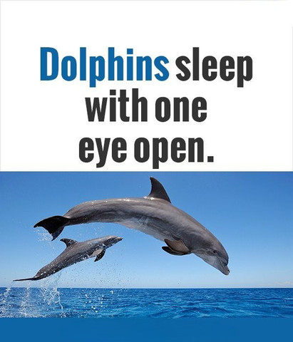 Dolphins sleep with one eye open
