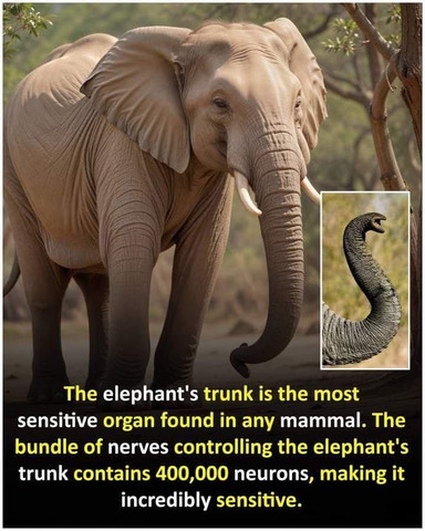 The elephant