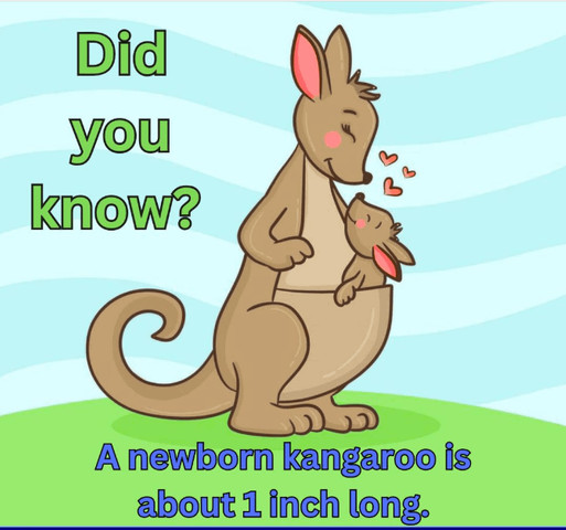 A newborn kangaroo is about 1 inch long