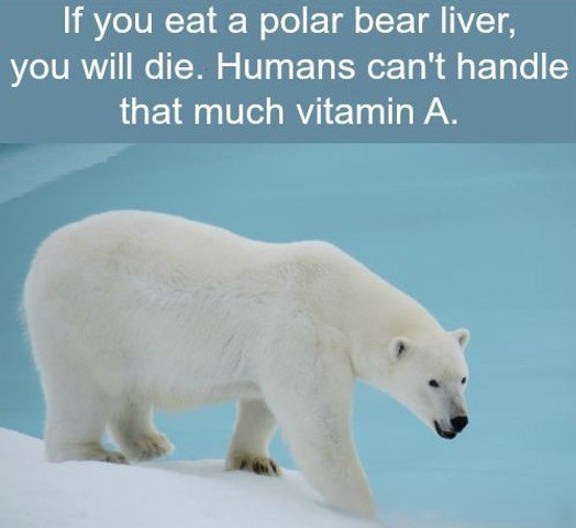 If you eat a polar bear liver you will die humans can