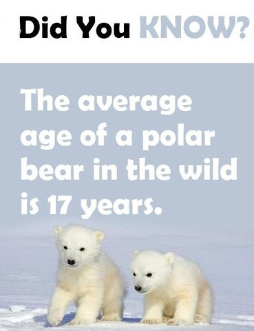 The average age of a polar bear in the wild is 17 years