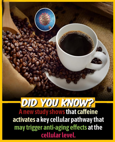 A new study shows that caffeine activates a key cellular pathway
