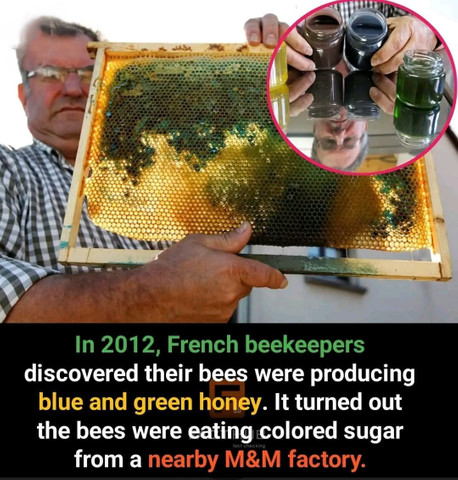 In 2012, French beekeepers discovered their bees were producing blue and green honey