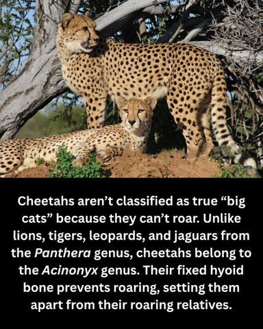Cheetahs aren