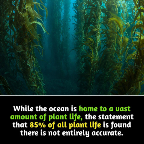 While the ocean is home to a vast amount of plant life