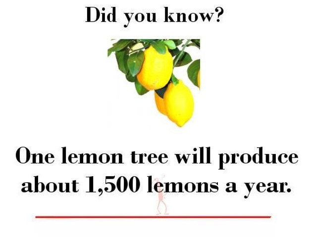 One lemon tree will produce about 1500 lemons a year