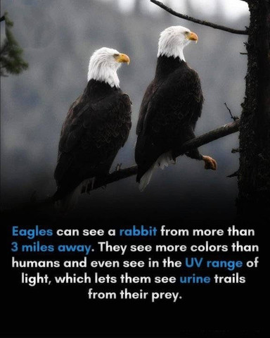 Eagles can see a rabbit from more than 3 miles away
