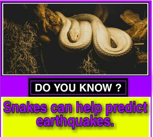 Snakes can help predict earthquakes