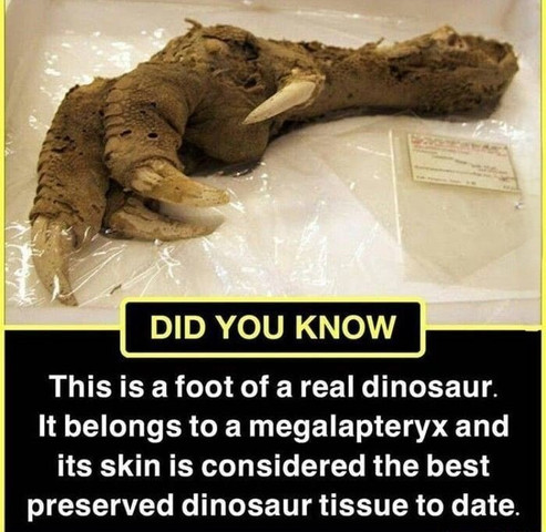 This is a foot of a real dinosaur. It belongs to a megalapteryx