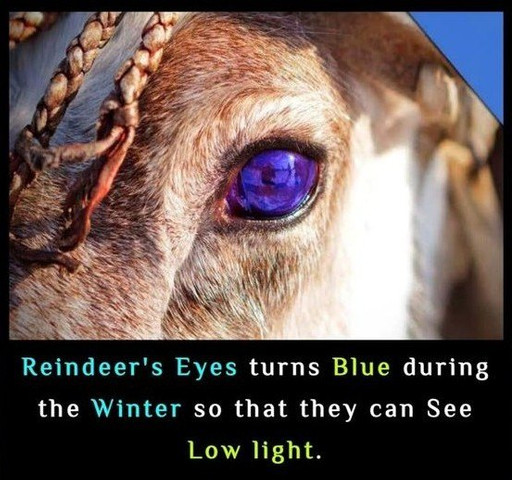 Reindeer