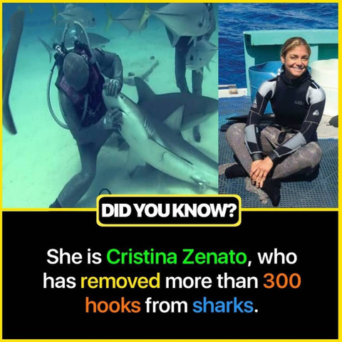 She is Cristina Zenato, who has removed more than 300 hooks from sharks