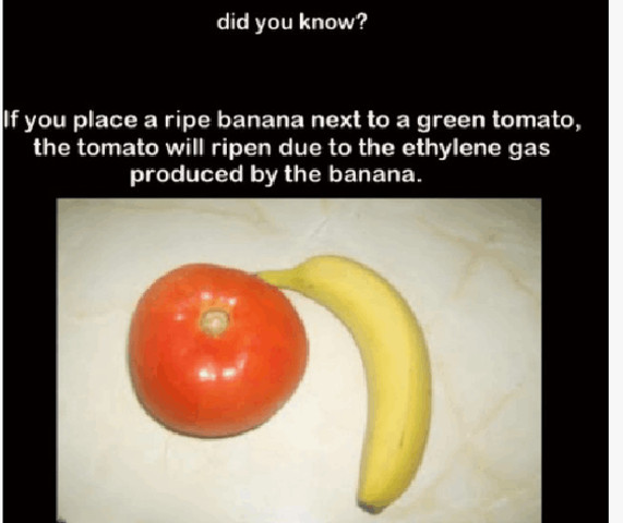 If you place a ripe banana next to a green tomato
