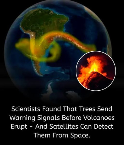Scientists Found That Trees Send Warning Signals Before Volcanoes Erupt