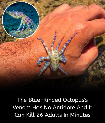 The Blue-Ringed Octopus