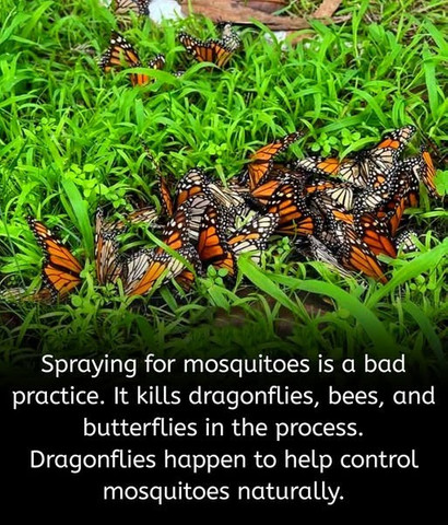 Spraying for mosquitoes is a bad practice