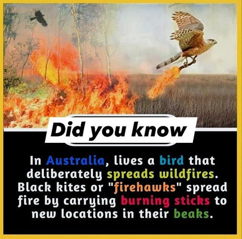 In Australia, lives a bird that deliberately spreads wildfires