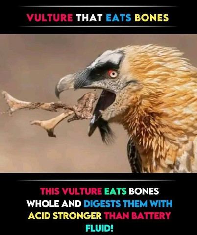 Vulture that eats bones This vulture eats bones whole