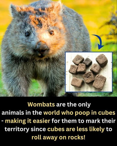Wombats are the only animals in the world who poop in cubes