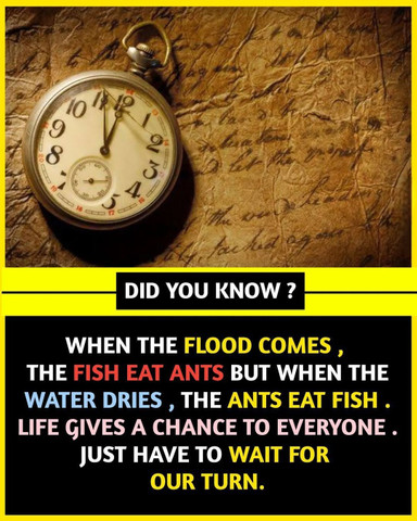 When the flood comes, the fish eat ants but when the water dries, the ants eat fish