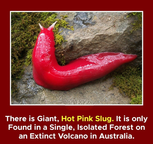 There is a giant hot pink slug It is only found in a single isolated forest