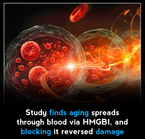 Study finds aging spreads through blood via HMGBI, and blocking it reversed damage
