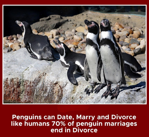 Penguins can date, marry and divorce like humans 70% of penguin marriages