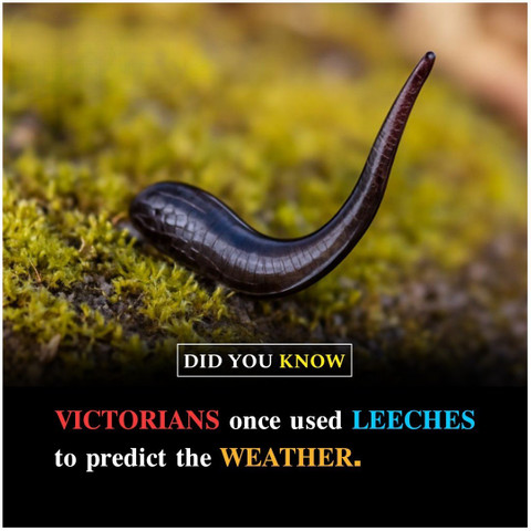 Victorians once used leeches to predict the weather