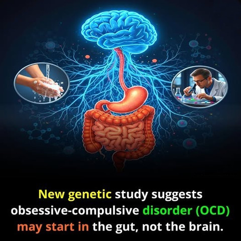 New genetic study suggests obsessive-compulsive disorder OCD may start in the gut not the brain