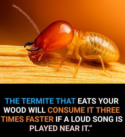 The termite that eats your wood will consume it three times faster