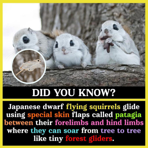 Japanese dwarf flying squirrels glide using special skin flaps called patagia