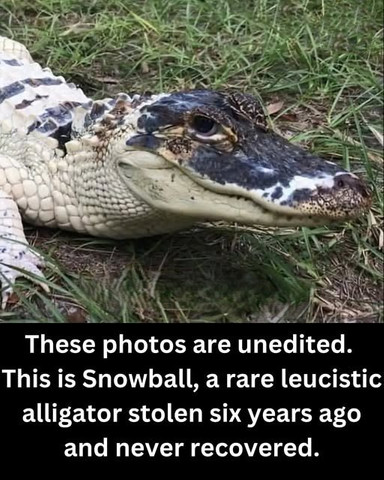 These photos are unedited. This is Snowball, a rare leucistic alligator