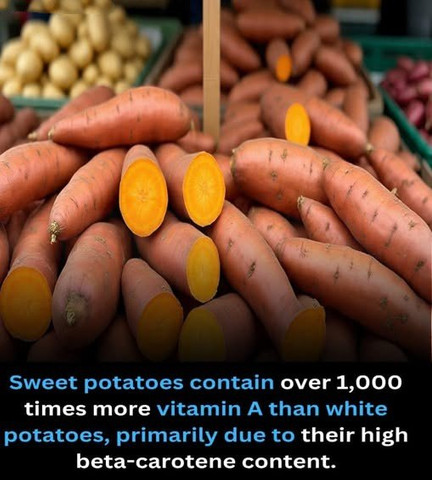 Sweet potatoes contain over 1,000 times more vitamin A than white potatoes