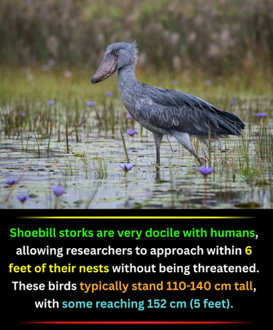 Shoebill storks are very docile with humans, allowing researchers to approach