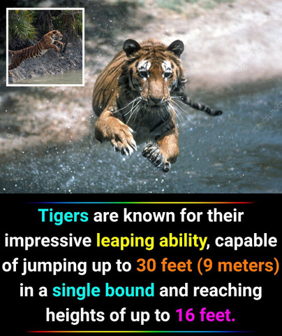 Tigers are known for their impressive leaping ability