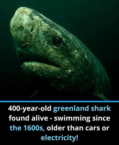 400-year-old greenland shark found alive