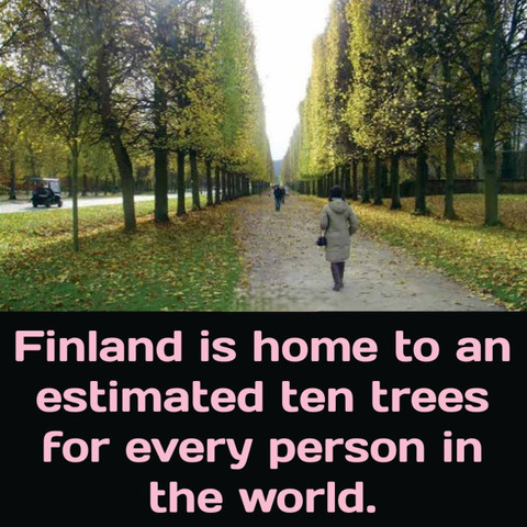 Finland is home to an estimated ten trees for every person in the world